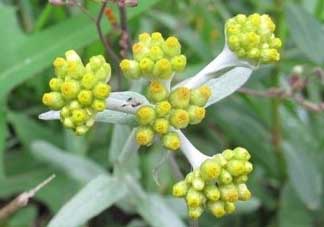 清明草能吃嗎？清明草花可以吃嗎？