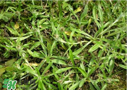 清明草可以做菜吃嗎？清明草能炒來吃嗎？