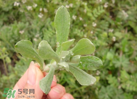 清明草可以曬干嗎？清明草曬干有什么功效？