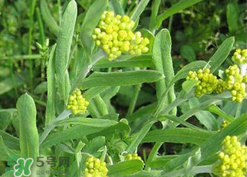 清明草可以種植嗎？清明草怎么種植？