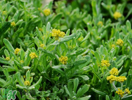 清明草可以種植嗎？清明草怎么種植？