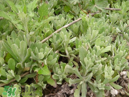 清明草可以種植嗎？清明草怎么種植？