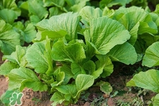 春分吃春菜有什么好處？春菜有什么營養(yǎng)價值？