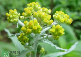 清明花粑粑怎么做？清明花粑粑的做法