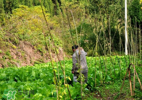 清明節(jié)種什么菜？清明節(jié)前后種什么菜？