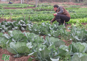 清明節(jié)種什么菜？清明節(jié)前后種什么菜？