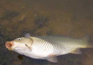 春分能夜釣嗎？春分能釣鯉魚嗎？