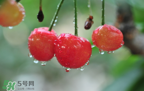 櫻桃掉果怎么回事？櫻桃掉果怎么處理？