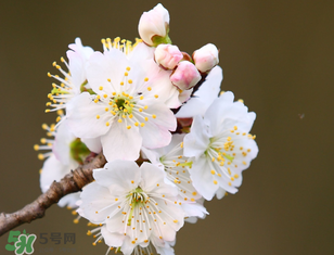 櫻桃需要授粉樹(shù)嗎？櫻桃需要什么授粉樹(shù)？