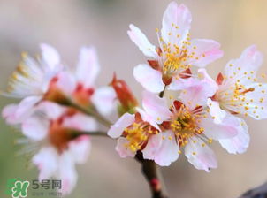 櫻桃需要授粉樹(shù)嗎？櫻桃需要什么授粉樹(shù)？