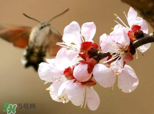 櫻桃需要授粉樹(shù)嗎？櫻桃需要什么授粉樹(shù)？