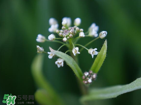 薺菜什么時候開花？薺菜花什么時候采？