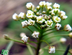 薺菜什么時候開花？薺菜花什么時候采？