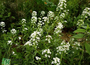 薺菜花可以泡茶嗎？薺菜花泡茶喝有什么功效？