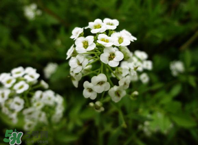 薺菜花可以泡茶嗎？薺菜花泡茶喝有什么功效？