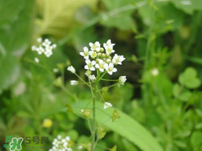 薺菜花可以泡茶嗎？薺菜花泡茶喝有什么功效？