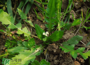便秘能吃薺菜嗎？便秘可以吃薺菜嗎？