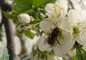 櫻桃怎么授粉？紅燈櫻桃怎么授粉？