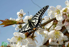 櫻桃怎么授粉？紅燈櫻桃怎么授粉？
