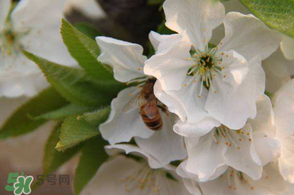 櫻桃怎么授粉？紅燈櫻桃怎么授粉？