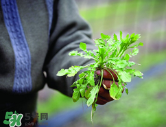 糖尿病人能吃薺菜嗎？糖尿病人可以吃薺菜嗎？