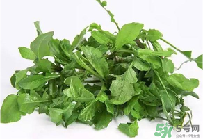薺菜有毒嗎？吃薺菜會中毒嗎？