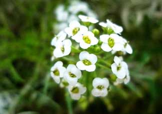 薺菜花可以泡茶嗎？薺菜花泡茶喝有什么功效？