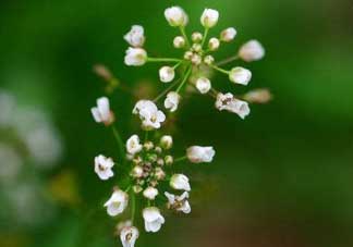 薺菜什么時候開花？薺菜花什么時候采？