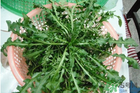 野生薺菜孕婦能吃嗎？野薺菜孕婦可以吃嗎？