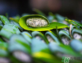 蒿子粑粑能吃嗎？蒿子粑粑可以吃嗎？