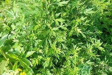 艾草是寒性的嗎？艾草是涼性的嗎？
