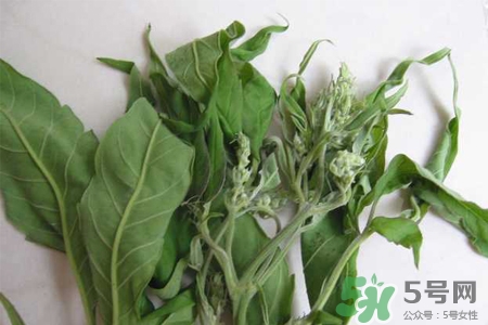 艾草是寒性的嗎？艾草是涼性的嗎？