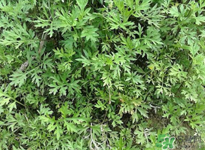 蒿子是發(fā)物嗎？蒿子是不是發(fā)物嗎？