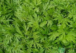 蒿子是發(fā)物嗎？蒿子是不是發(fā)物嗎？