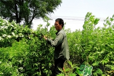 艾草是哪個季節(jié)的？艾草是什么季節(jié)采摘？