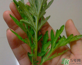 蒿子是艾葉嗎？蒿子和艾葉的區(qū)別