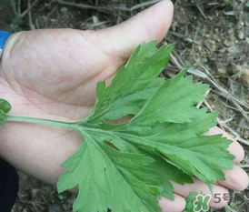 蒿子是艾葉嗎？蒿子和艾葉的區(qū)別