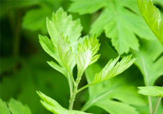 艾草是哪個(gè)季節(jié)的？艾草是什么季節(jié)采摘？