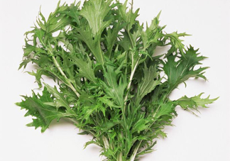 艾草是寒性的嗎？艾草是涼性的嗎？