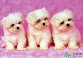 狗狗能吃薺菜嗎？狗吃了薺菜會生病嗎？