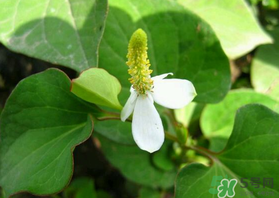 薺菜和魚腥草能一起吃嗎？薺菜和魚腥草可以同時泡茶嗎？