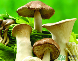 薺菜和蘑菇能一起吃嗎？薺菜和菇類能一起吃嗎？