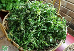 乙肝能吃薺菜嗎？乙肝病人可以吃薺菜嗎？