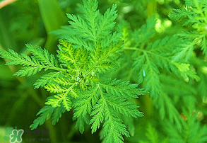 青蒿是什么植物？青蒿是種子植物還是裸子植物？