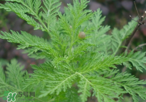 青蒿是什么植物？青蒿是種子植物還是裸子植物？