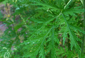 青蒿是什么植物？青蒿是種子植物還是裸子植物？