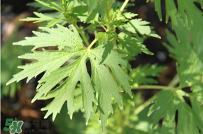 青蒿能吃嗎？青蒿可以吃嗎？