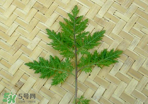吃青蒿有好處嗎？青蒿的功效與作用