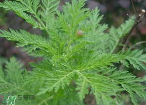 蒿子怎么做好吃？蒿子能涼拌嗎？