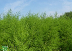 蒿子怎么做好吃？蒿子能涼拌嗎？